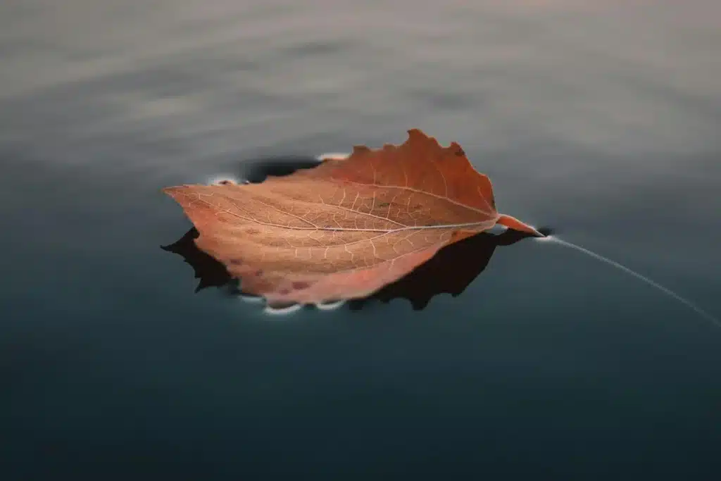 Jesienny liść na wodzie